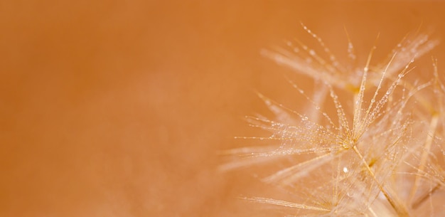 Macro shot of dandelion with droplets