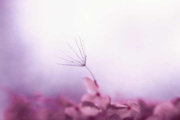 Macro shot of dandelions with drops of water