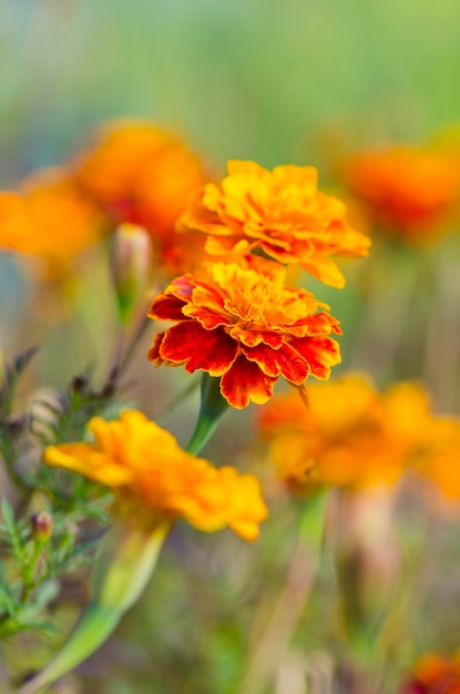 濃い赤のフレンチマリーゴールドの花のマクロ撮影