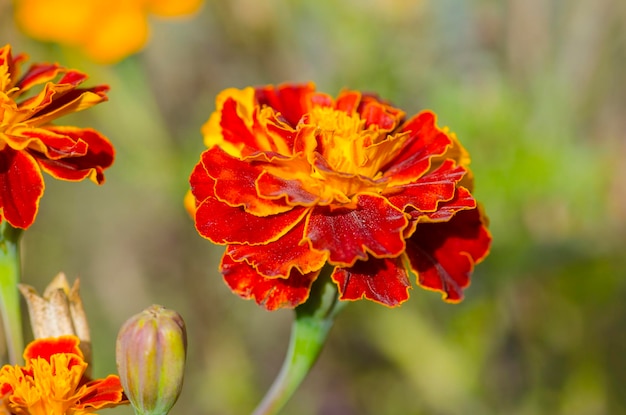 A macro shot of dark red French marigold bloom