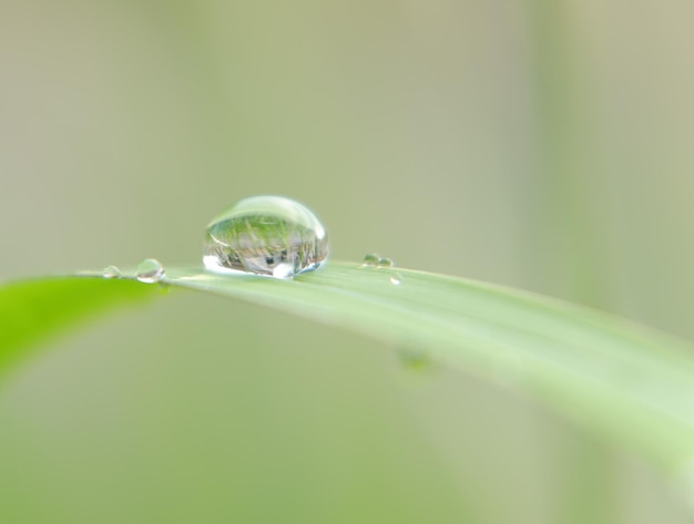 Macro shot of dew drop on leaf