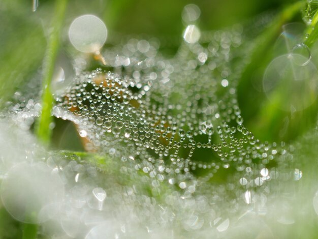 Foto macro colpo di gocce di rugiada sulla foglia