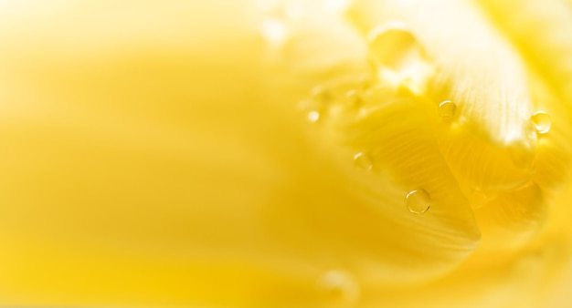 Macro shot of drops on yellow tulip petals Spring background Copy space