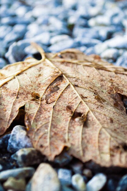 Macro shot of dry fallen maple leaf on gray stones