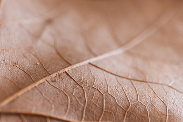 Foto macro colpo di foglia secca