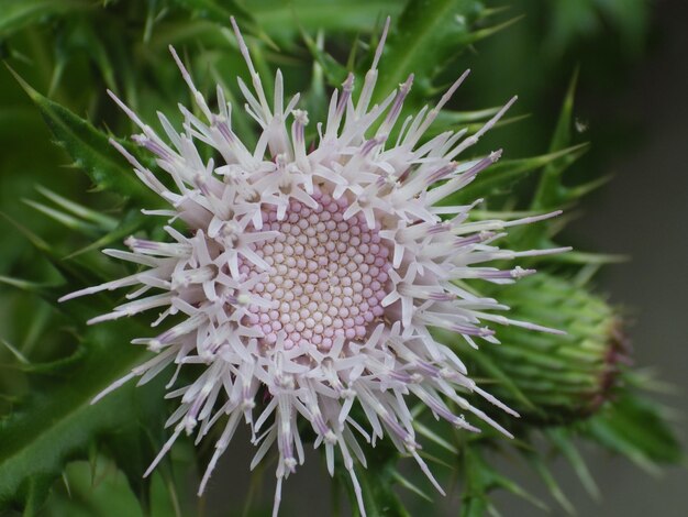 매혹적인 Cirsium 꽃 식물의 매크로 샷