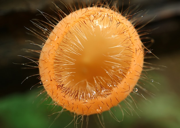 Macro Shot of Eyelash Cup Fungi with Water Droplets