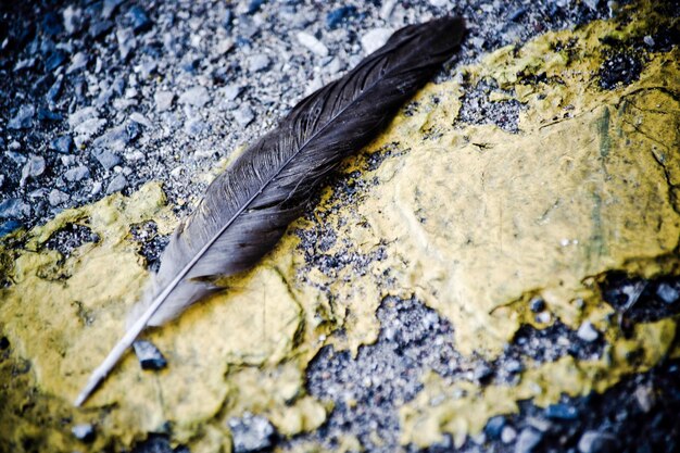 黄色い道路標識に落ちた羽のマクロショット
