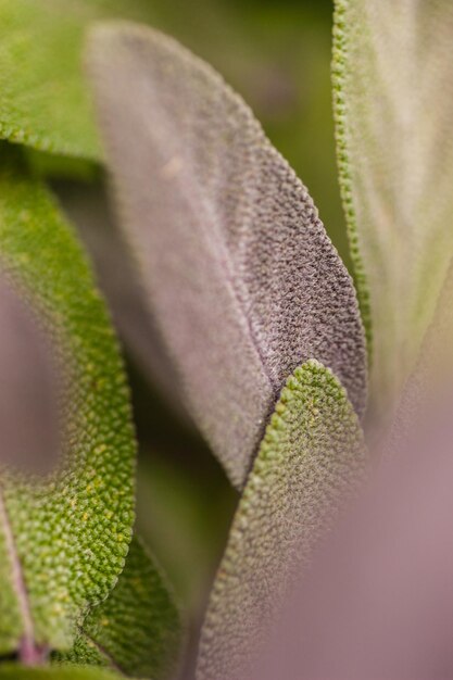 Photo macro shot of flower bud