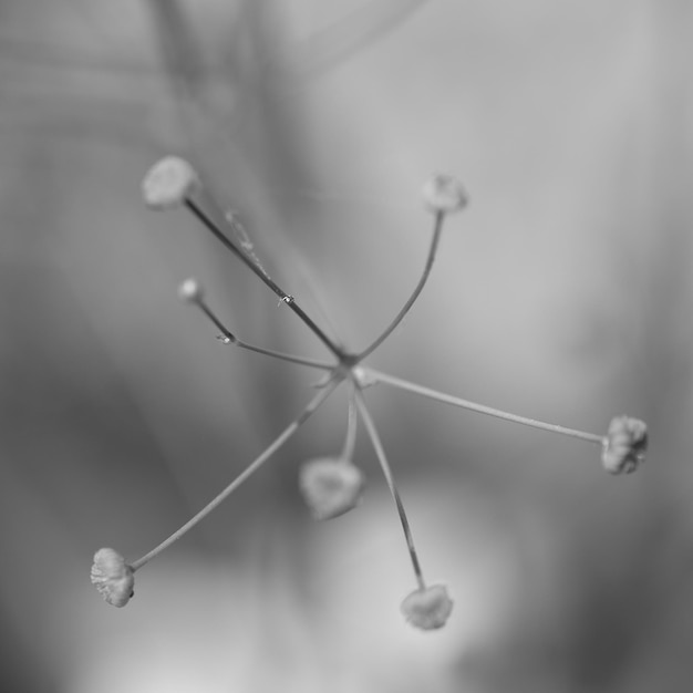 Photo macro shot of flower buds