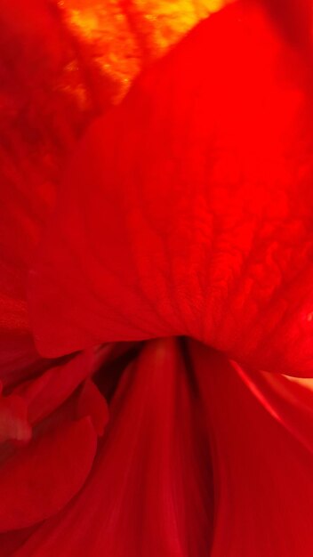 Macro shot of flower head