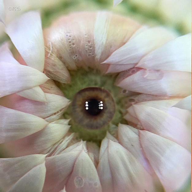 Photo macro shot of flower