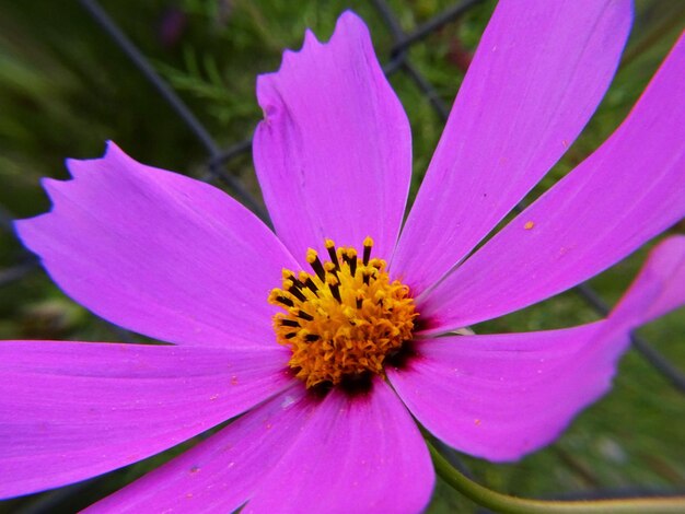 Macro shot of flower