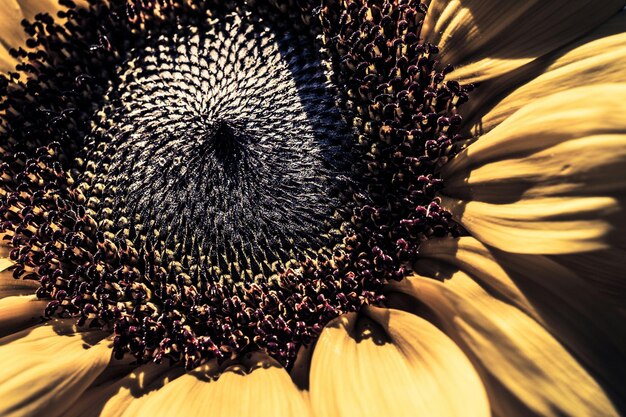 Photo macro shot of flower