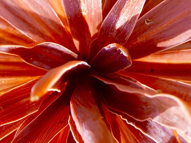 Macro shot of flower