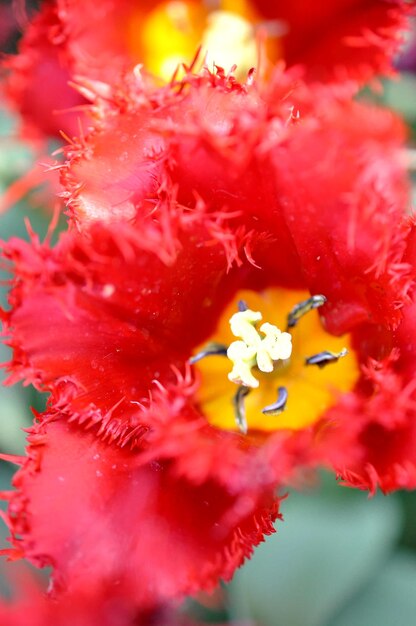 Photo macro shot of flower