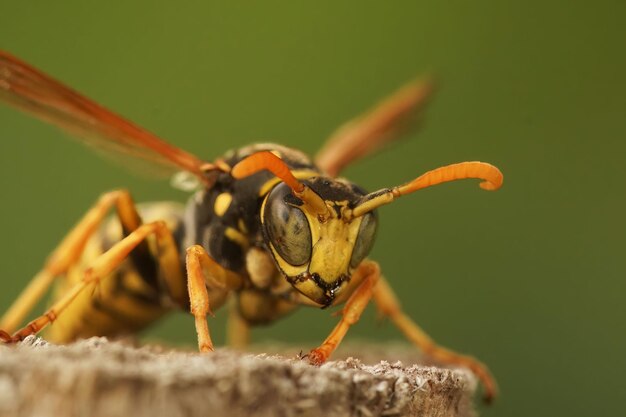 Macro shot of a French paper wasp (Polistes dominula) on a wood against a blurred background