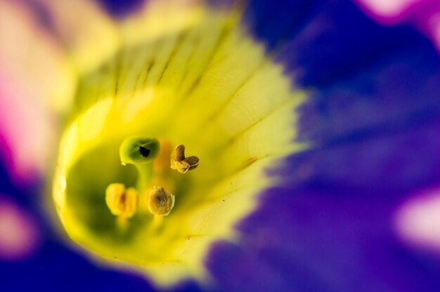 Photo macro shot of fresh flower stamen