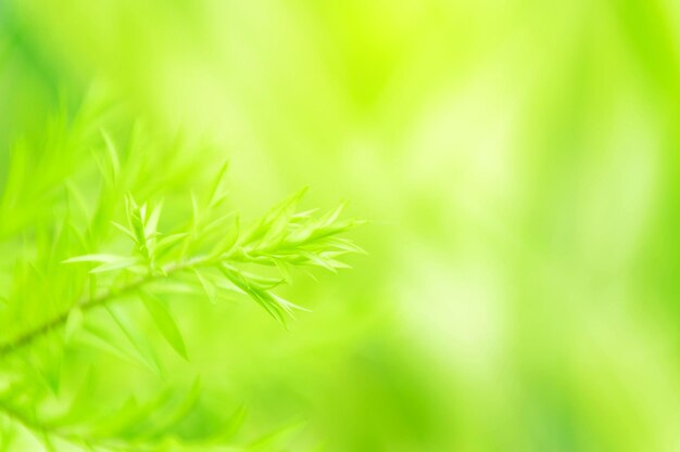 Photo macro shot of fresh green plant