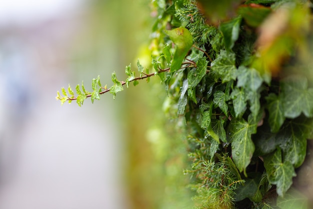 Macro shot of fresh ivy leaves vine