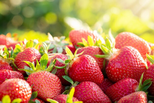 Macro shot of fresh organic strawberry Strawberry background