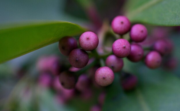 Photo macro shot of fresh purple fruits