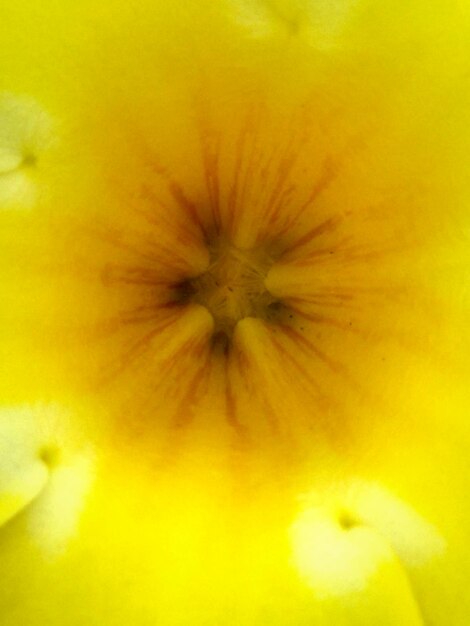 Macro shot of fruit against yellow background