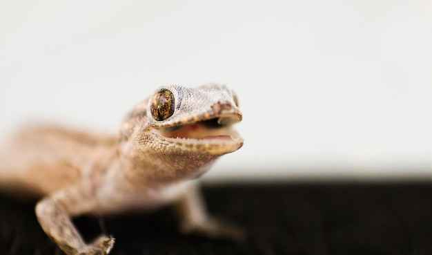 Photo macro shot of gecko