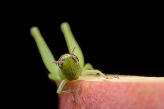 Foto scatto macro di cavalletta su mela su sfondo nero