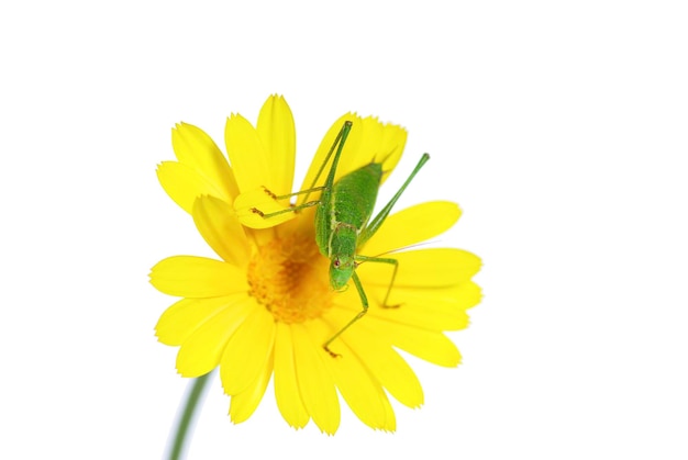 Macro shot of a grasshopper on white