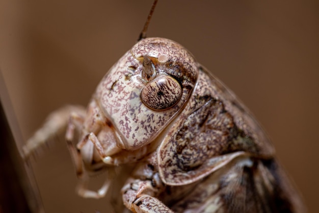 Macro shot of a grasshopper