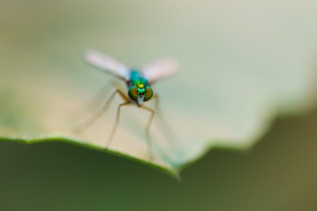 Macro Shot of Green Housefly in the forest