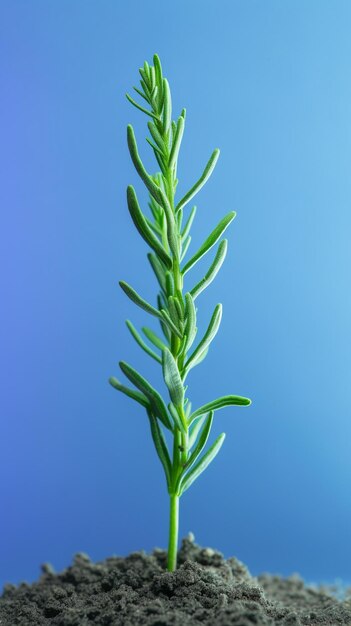 Foto ripresa macro di un fiore di lavanda verde su sfondo blu ia generativa