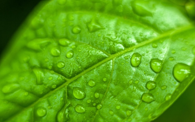 Macro shot of green leaf with water drops