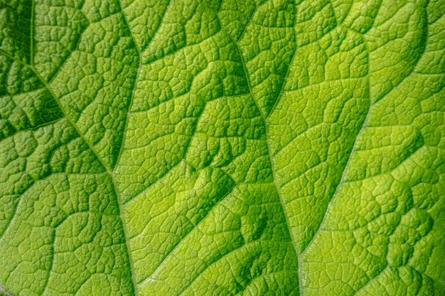 Макро снимок зеленого листа