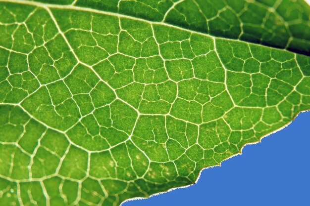 Photo macro shot of green leaf