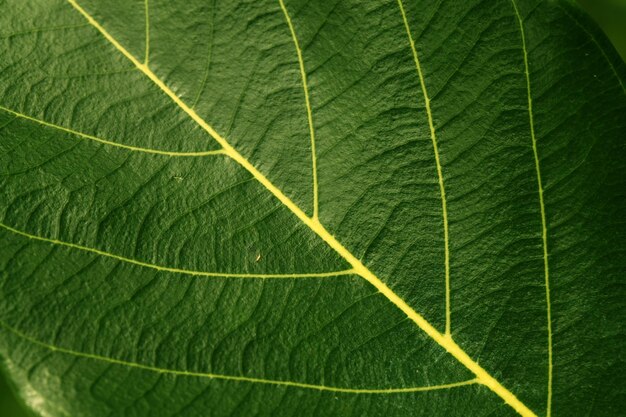 Macro shot of green leaf