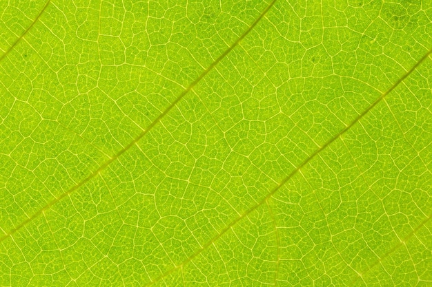 Macro shot of green leaf