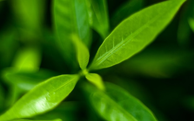 Macro shot of green leaves