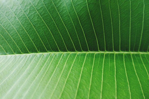 Macro shot of green leaves