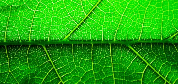 Photo macro shot of green leaves