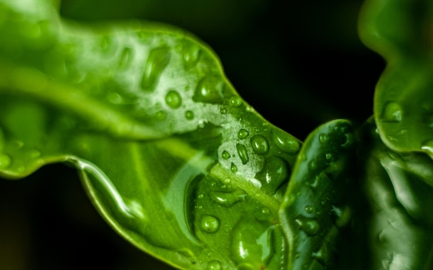 Macro shot of green tropical leaf with water drops