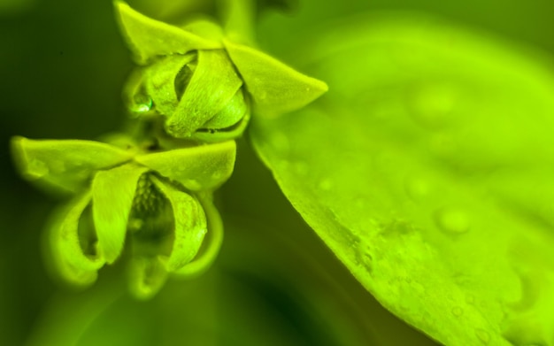 Macro shot of green tropical plant