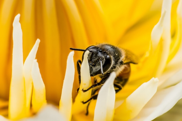 写真 マクロ撮影、黄色いハスの花粉のミツバチまたはミツバチの画像。