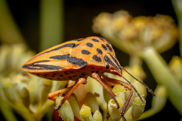 Macro shot of an insect (Graphosoma semipunctatum) over a flower