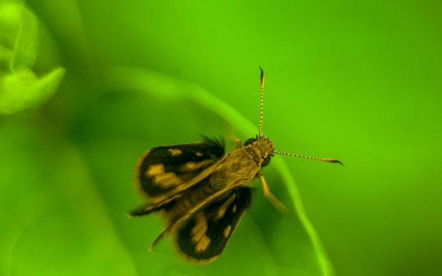 Macro shot of an insect on green leaf