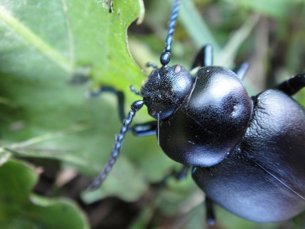 Photo macro shot of insect on leaf