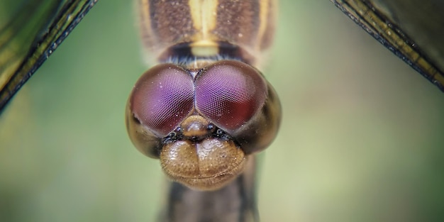 Photo macro shot of insect