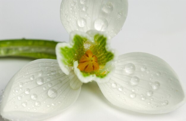 Macro shot of an isolated white snowdrop on a white background