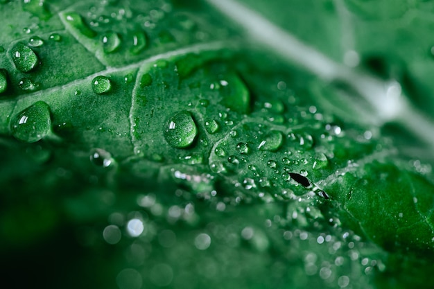 Macro shot of kale salad with water drops.